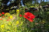 Rote Mohnblume in einem blühenden Garten